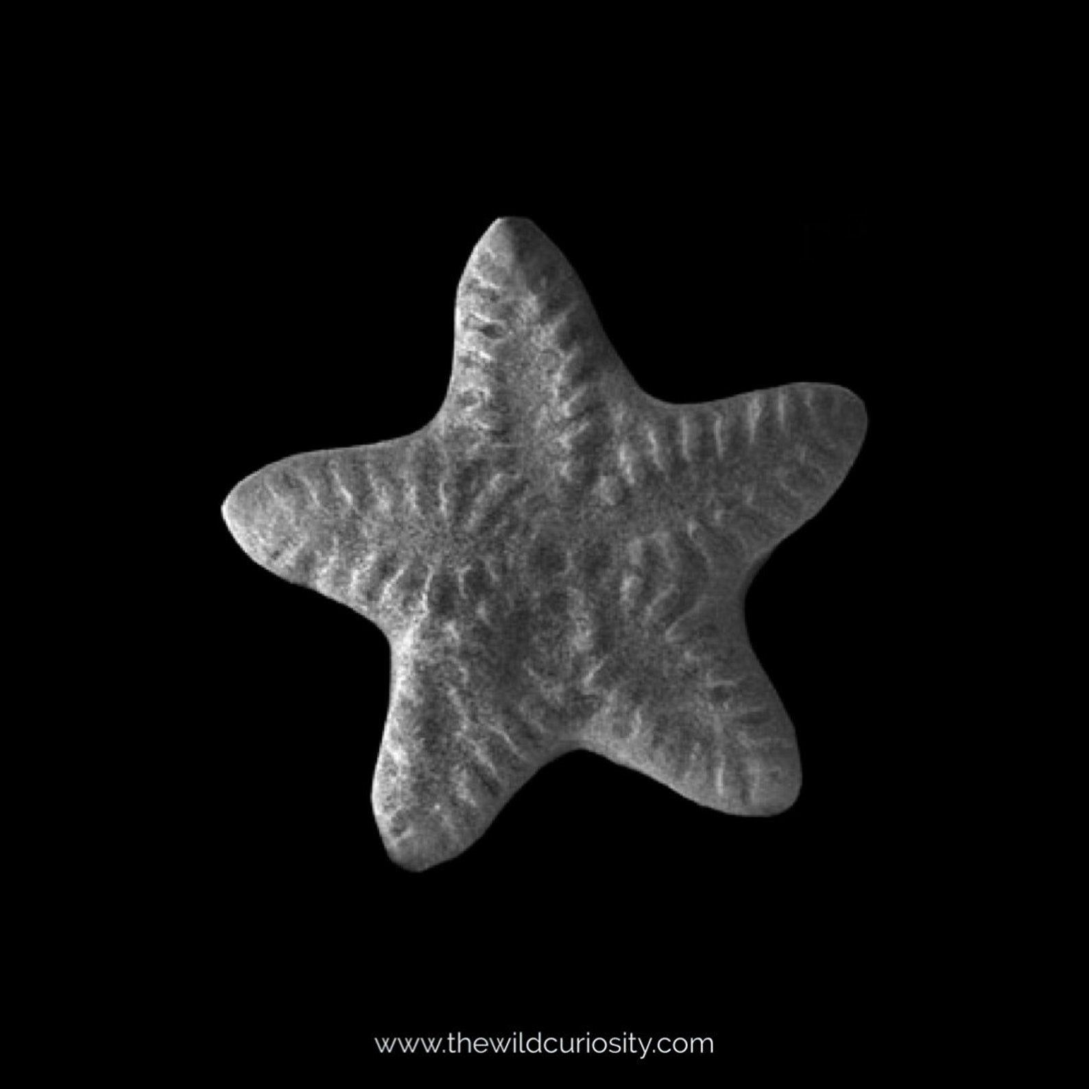 ゴクリン（ブラッキー、サンダース、リーフィア、リザードン計4枚） スターターセット テラスタイプ：ステラ ニンフィアex ／ソウ