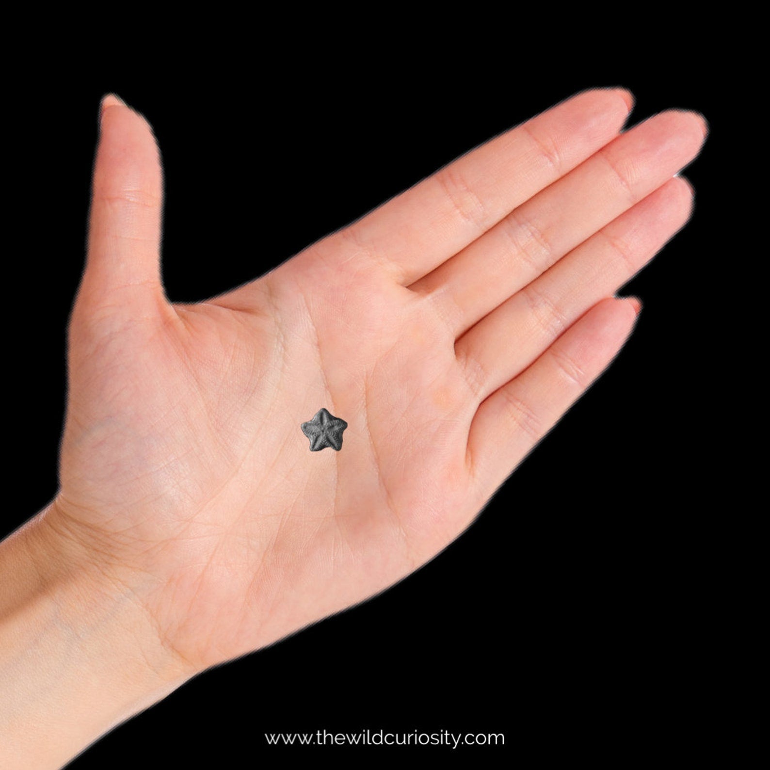 Star Stones (Pack) | Crinoid Fossils | Fairy Coins | Rock