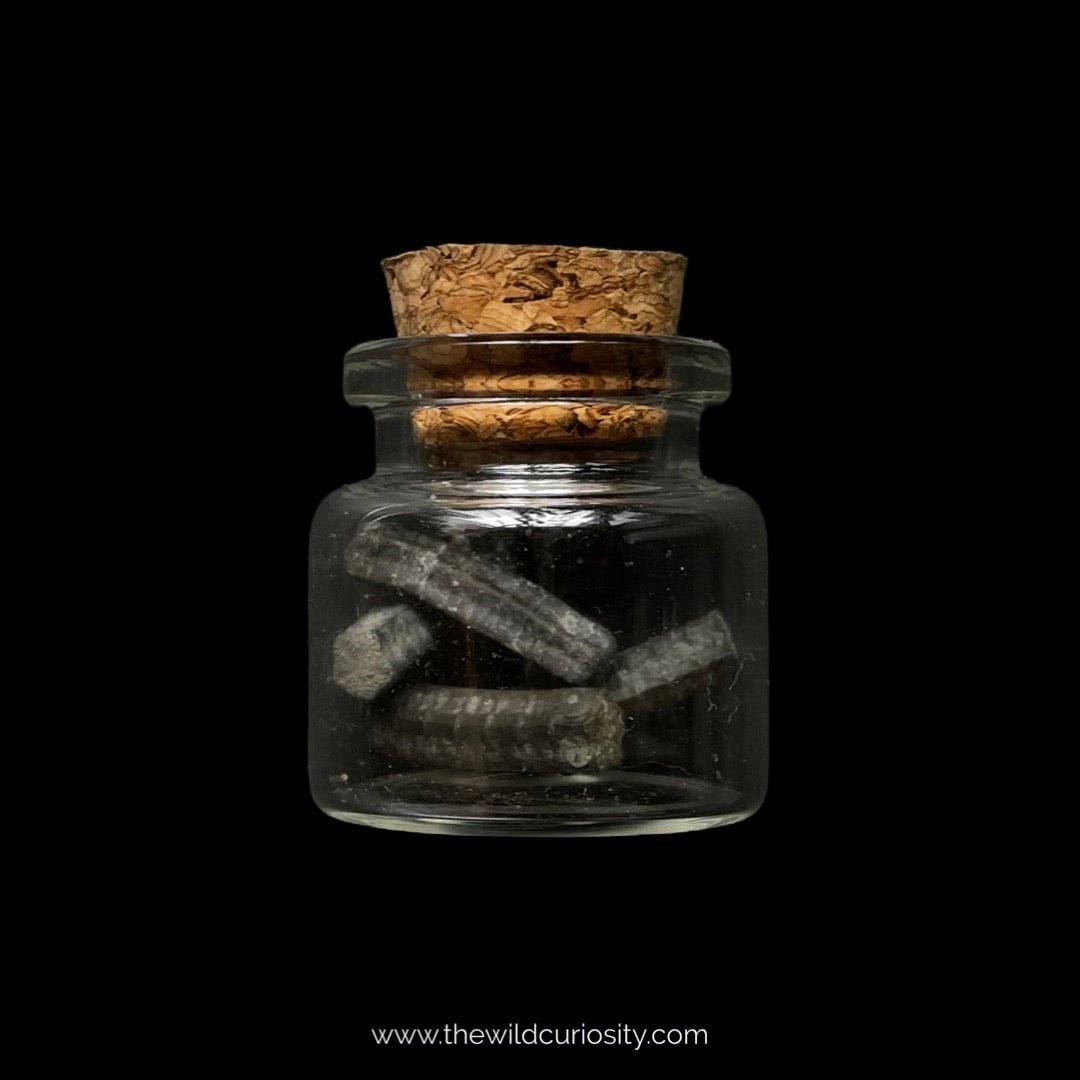 Jar full sale crinoid fossils